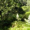 Orange orchard, Marramarra Creek, near the Lewis  family farming allotment